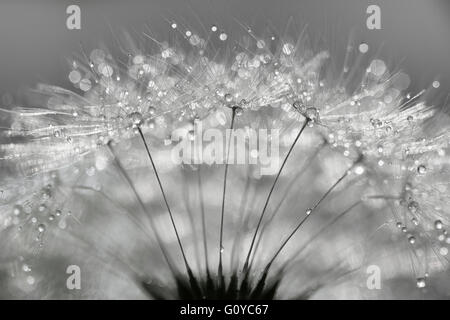 Löwenzahn-Uhr, Taraxacum, Taraxacum Officinale, Schönheit in der Natur, Schlag Ball, Contemporary, Creative, Delicate, Eurasia indigenen, Sommer Blüte, frosthart, Growing, Monochrom, Outdoor, Staude, Pflanze, Studio, Distel, Wasser, Unkraut, wilde Blume, schwarz & weiß, Stockfoto