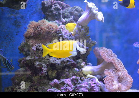 Tropische Fische mit Koralle Stockfoto