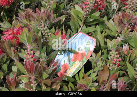 Zylinderputzer Buschblümchen Pflanze Stockfoto
