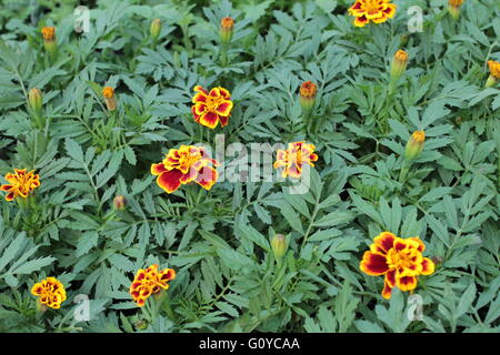 bunte Ringelblumen und dunkelgrünen Laub Stockfoto