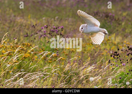 Schleiereule im Flug Stockfoto