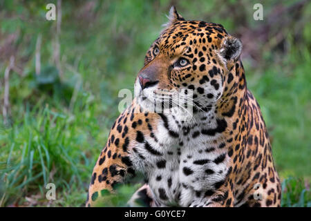 Jaguar Stockfoto