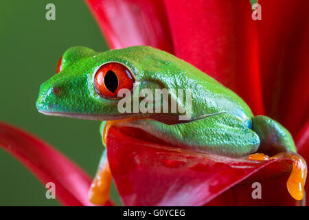 Rotäugigen Baumfrosch Stockfoto