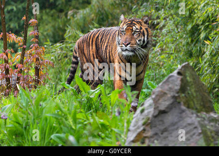 Sumatra-tiger Stockfoto