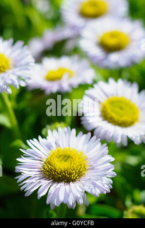 Berufkraut, blass lila Strand-Aster, Erigeron, Erigeron Glaucus "westlichen Hügel', Strand-Aster, Schönheit in Natur, Farbe, Blume, Sommer blühend, frosthart, Growing, Natur, Outdoor, Staude, Pflanze, Seaside Gänseblümchen, Stamen, lila, grün, Stockfoto