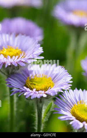 Berufkraut, blass lila Strand-Aster, Erigeron, Erigeron Glaucus "westlichen Hügel', Strand-Aster, Schönheit in Natur, Farbe, Blume, Sommer blühend, frosthart, Growing, Natur, Outdoor, Staude, Pflanze, Seaside Gänseblümchen, Stamen, lila, grün, Stockfoto