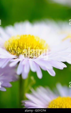 Berufkraut, blass lila Strand-Aster, Erigeron, Erigeron Glaucus "westlichen Hügel', Strand-Aster, Schönheit in Natur, Farbe, kreativ, Blume, Sommer blühend, frosthart, Growing, Natur, Outdoor, Staude, Pflanze, Seaside Gänseblümchen, Stamen, lila, grün, Stockfoto