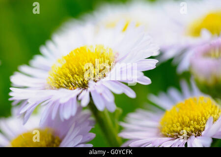 Berufkraut, blass lila Strand-Aster, Erigeron, Erigeron Glaucus "westlichen Hügel', Strand-Aster, Schönheit in Natur, Farbe, kreativ, Blume, Sommer blühend, frosthart, Growing, Natur, Outdoor, Staude, Pflanze, Seaside Gänseblümchen, Stamen, lila, grün, Stockfoto