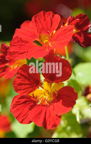 Kapuzinerkresse, Tropaeolum, Tropaeolum Majus, Geschäftsbericht, Schönheit in Natur, Kletterer, Farbe, Cottage, Gartenpflanze, kulinarische verwendet, essbar, Blume, Sommer blühen, Frost zart, Growing, Kraut, indische Kresse, medizinische Anwendungen, Natur, Outdoor, Pflanzen, Gewürz, Stamen, lebendige Farben, rot, grün, Stockfoto