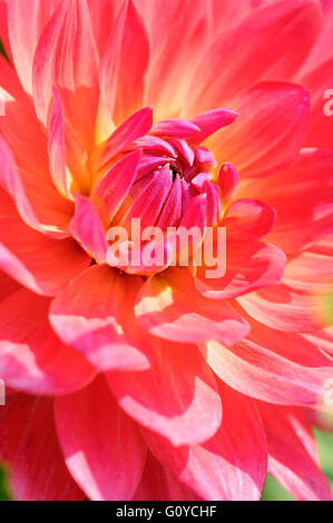 Dahlie, Dahlia "Kilburn Rose", Schönheit in der Natur, Glühbirne, Farbe, Cottage Garten Pflanze, Blume, Blüte Herbst, Sommer blühend, Frost Ausschreibung, Growing, Natur, Outdoor, Pflanze, Knolle, rot, Stockfoto