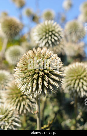 Weiße Kugel Distel, Echinops, Echinops Bannaticus 'Star Frost', Schönheit in der Natur, Farbe, Cottage Garten Pflanze, Creative, Blume, Sommer blühen, Frost winterhart, wachsende, Natur, Outdoor, Staude, Pflanze, Spiky, nachhaltige Pflanze, Distel, wilde Blume, grün, Stockfoto