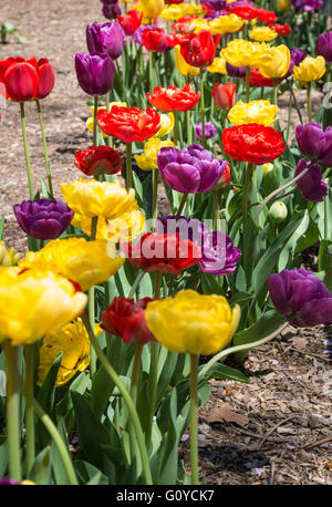 Nahaufnahme von bunten Tulpen (rot, gelb und lila) in einer Zeile in einer Blumen gepflanzt Stockfoto