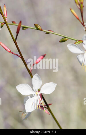 Gaura, Gaura Lindheimeri 'Whirling Butterflies', natürliche Schönheit, Farbe, Bauerngarten Pflanzen, Creative, Blume, Sommer blühend, frosthart, Growing, Guara, Natur, Outdoor, mehrjährige Pflanze, Pflanze, wirbelnden Schmetterlingen, weiß, Stockfoto