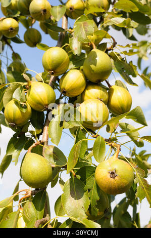 Dummes Zeug Birne, Pyrus, Pyrus Communis "Humbug", Schönheit in Natur, Farbe, kreativ, Pflanzen, Abfallung, Ostern Birne, essbar, Frühjahr blühen, & trinken, Essen und trinken, frisch, frosthart, Obst, Sommer Fruchtkörper, Growing, Natur, Outdoor, Pflanze, Pysanka, Baum, Ukraine Indgenous, grün, Stockfoto