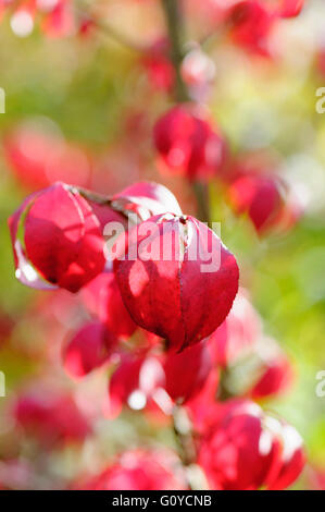 Geflügelter Spindel Baum, Euonymus, Euonymus Alatus, Schönheit in Natur, China indigenen, Farbe, Abfallung, Frühling Blüte, Laub, Frost winterhart, Herbst Fruchtkörper, Growing, Japan indigenen, Korea indigenen, Outdoor, Pflanze, Strauch, ungewöhnliche Pflanze, rot, Stockfoto