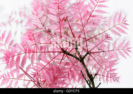 Chinesischen Toon, Toona, Toona Sinensis 'Flamingo', Schönheit in Natur, China indigenen, Farbe, kreativ, Abfallung, Sommer blühen, Laub, Frost winterhart, Sommer Fruchtkörper, Pastell Farbe, Pflanze, ungewöhnliche Pflanze, bunten chinesischen Toon, wilde Blume, rosa, weiß, Stockfoto