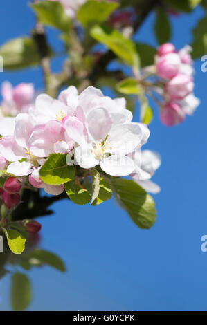 Apfel, Sonnenuntergang, Malus, Malus Domestica 'Sunset', Schönheit in Natur, Farbe, Abfallung, essbare, Blume, Frühling Blüte, Essen und trinken, Frost winterhart, Obst, Sommer Fruchtkörper, Growing, Outdoor, Parfüm, Pflanze, Stamen, Superfood, Baum, rosa, blau, Stockfoto