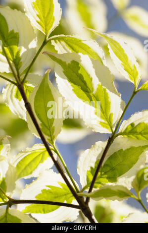 Hartriegel, Blüte Hartriegel, Cornus, Cornus Kousa 'Snowboy', Schönheit in Natur, Farbe, kreativ, Abfallung, Frühling Blüte, Laub, frosthart, Growing, Outdoor, Pflanze, Strauch, Szechuan Erdbeere "Snowboy", Baum, Variegated, grün, Stockfoto
