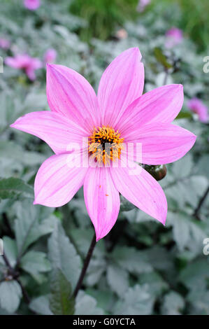 Dahlie, Dahlia 'Magenta Star', Schönheit in der Natur, Glühbirne, Farbe, Cottage Garten Pflanze, Blume, Blüte Herbst, Sommer blühend, Frost Ausschreibung, Growing, Outdoor, Pflanze, Stamen, Knolle, rosa, Stockfoto