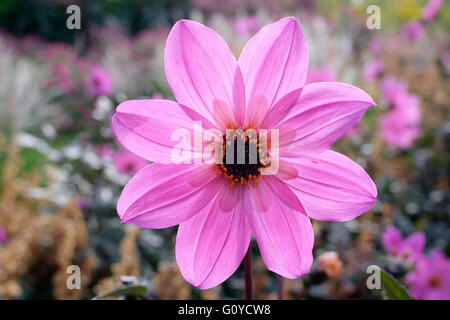 Dahlie, Dahlia 'Magenta Star', Schönheit in der Natur, Glühbirne, Farbe, Cottage Garten Pflanze, Blume, Blüte Herbst, Sommer blühend, Frost Ausschreibung, Growing, Outdoor, Pflanze, Stamen, Knolle, lebendige Farben, rosa, Stockfoto