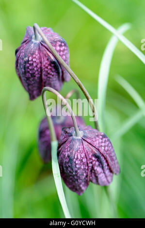 Fritillary, Schlange den Kopf Fritillary, Fritillaria, Fritillaria Meleagris, Schönheit in der Natur, Glühbirne, Farbe, Cottage Garten Pflanze, Europa indigene, Frühling Blüte, frosthart, Growing, Outdoor, Pflanze, ungewöhnliche Pflanze, wilde Blume, lila, grün, Stockfoto