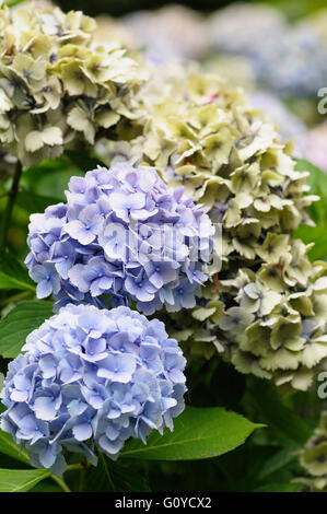 LacecapHortensien (Hydrangea Macrophylla Normalis) in Japan
