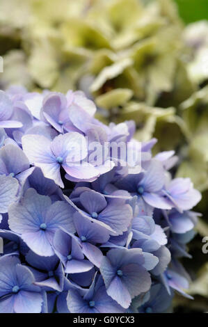 LacecapHortensien (Hydrangea Macrophylla Normalis) in Japan