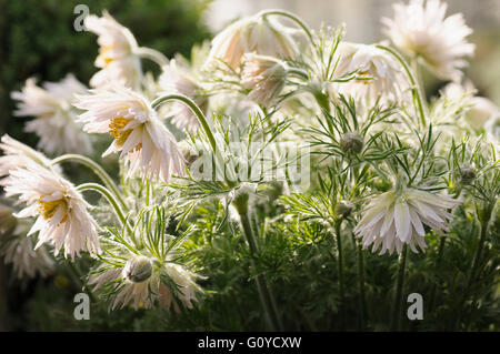 White Pasque Blume, Pulsatilla, Pulsatilla Vulgaris Alba, Alpine, Schönheit in der Natur, Farbe, Cottage Garten Pflanze, Blume, Frühling Blüte, frosthart, Growing, Outdoor, Küchenschelle, mehrjährige Pflanze, Pflanze, Pfirsich, Stockfoto