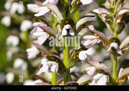 Bär der Reithose, Acanthus, Acanthus Mollis, Schönheit in der Natur, Farbe, Blume, Sommer blühend, Frost winterhart, Griechenland Nationalblume wächst, mediterranen indigene, Outdoor, Oyster Pflanze, Staude, Pflanzen, wilde Blume, weiß, Stockfoto