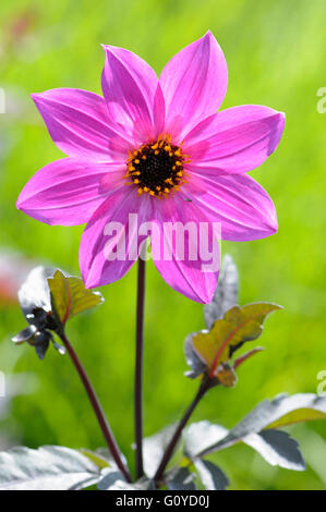 Dahlie, Dahlia "Magenta Star", Schönheit in der Natur, Glühbirne, Farbe, Cottage Garten Pflanze, Creative, Blume, Blüte Herbst, Sommer blühend, Frost Ausschreibung, Growing, Outdoor, Pflanze, Stamen, Knolle, lebendige Farben, rosa, Stockfoto