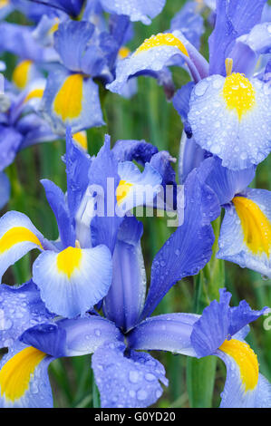 Iris, holländische Iris, Iris, Iris Hollandica 'Nova Blue', Schönheit in der Natur, Glühbirne, Farbe, Cottage Garten Pflanze, Blume, Frühling Blüte, frosthart, Growing, Outdoor, Pflanze, Rhizom, Wasser, blau, Stockfoto