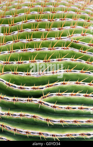 Kaktus, Golden Barrel Cactus, Echinocactus, Echinocactus Grusonii, Schönheit in der Natur, Kaktus, Farbe, kreativ, Wüste Pflanze, immergrün, Frost zart, Goldener Ball, Golden Barrel Cactus, Growing, Mexiko indigenen, Mutter-in-Law Kissen, Outdoor, Pflanze, Spiky, wilde Blume, grün, Stockfoto