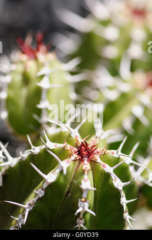 Euphorbia Echinus, Euphorbien, Euphorbia Echinus, Schönheit in Natur, Kaktus, Farbe, kreativ, Dürre tolerant, immergrün, Frühling Blüte, Growing, Outdoor, Staude, Pflanze, Spiky, saftig, nachhaltige Pflanzen, grün, Stockfoto