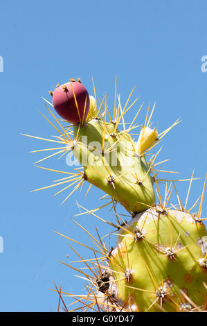 Prickly Pear Cactus Opuntia, Opuntia Cochenillifera, Schönheit in Natur, Kaktus, Cochenille Nopal Kaktus, Farbe, kreativ, Wüste Pflanzen, essbar, Evergreen, Frühjahr blühen, Sommer blühen, Frost zart, Obst, Sommer Fruchtkörper, Growing, Indian Fig, Mexiko indigene, Nochtli, Nopal, Opuntia, Outdoor, Pflanze, glatte Feigenkaktus, Spiky, Thunfisch Blanca, wilde Blume, grün, blau, Stockfoto