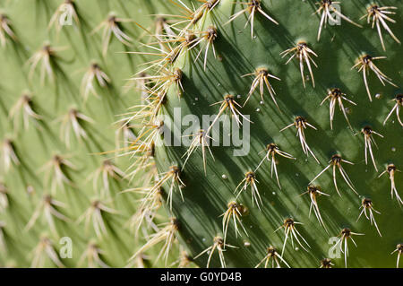 Coastal Feigenkaktus, Opuntia, Opuntia Littoralis, Schönheit in Natur, Kaktus, Farbe, kreativ, Evergreen, Frühjahr blühen, Sommer blühen, Sommer Fruchtkörper, Growing, Mexiko indigene, Outdoor, Pflanze, Spiky, saftig, grün, Stockfoto