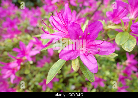 Azalee, Rhododendron, Azalea Japonica Madame Van Hecke, natürliche Schönheit, Farbe, Cottage Gartenpflanze, Evergreen, Blume, Frühling Blüte, frosthart, Growing, Outdoor, Pflanze, Strauch, Stamen, rosa, Stockfoto