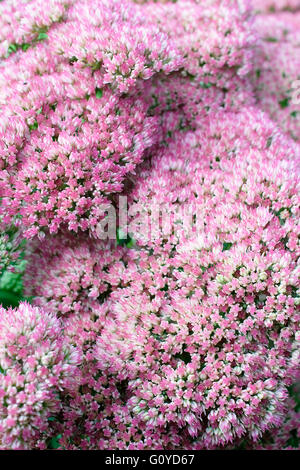 Fetthenne, Sedum, Sedum 'Herbstfreude', Herbst Freude, Schönheit in Natur, Farbe, Abfallung, Blume, Herbst blühend, frosthart, Growing, Outdoor, Staude, Pflanzen, Sedum Herbst Freude, Sedum Spectabile, saftig, nachhaltige Pflanzen, wilde Blume, rosa, Stockfoto