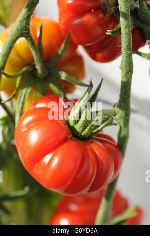 Tomate, Lycopersicon, Lycopersicon Esculentum 'Belriccio', ordentlichen, Schönheit in der Natur, Farbe, Pflanzen, essbare, Sommer blühen, Food & trinken, Essen und trinken, frisch, Frost-Ausschreibung, Obst, Growing, Outdoor, Pflanze, Superfood, Gemüse, rot, Stockfoto