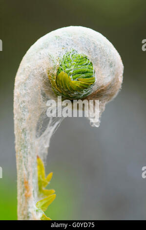 Farn, Osmunda, Osmunda Regalis, indigenen Afrika, Asien indigenen Schönheit in der Natur, Moor Pflanze, Farbe, kreativ, Abfallung, Emerging Europa einheimisch, blühender Farn, frosthart, Growing, Outdoor, mehrjährige Pflanze, Pflanze, Königsfarn, Unfurl, Unfurling, wilde Pflanze, grün, Stockfoto