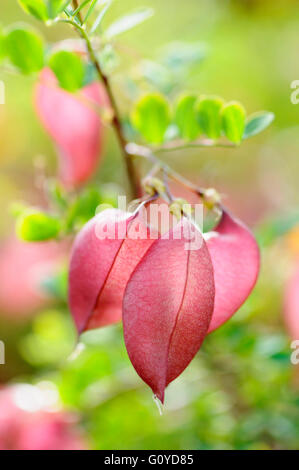 Colutea, Orange Blase-Senna, natürliche Schönheit, Farbe, Abfallung, Sommer blühen, Laub, Frost winterhart, wachsende, North Afrika Eingeborene, Outdoor, Pflanze, Strauch, Südeuropa heimischen Baum Colutea, rot, Stockfoto