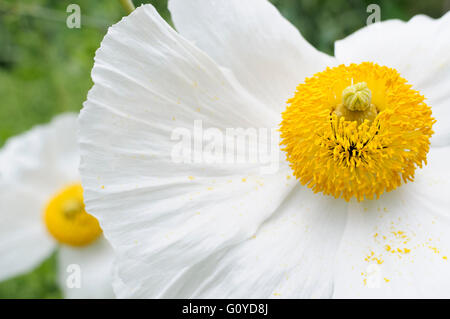 Kalifornischer Mohn Baum, Romneya, Romneya Coulteri, Schönheit in Natur, Farbe, Coulter Matilija, immergrün, Blüte, winterhart, Frost wachsen, Pflanze, Strauch, Stamen, Outdoor, nachhaltige Pflanze, ungewöhnliche Pflanze, weiß, Stockfoto