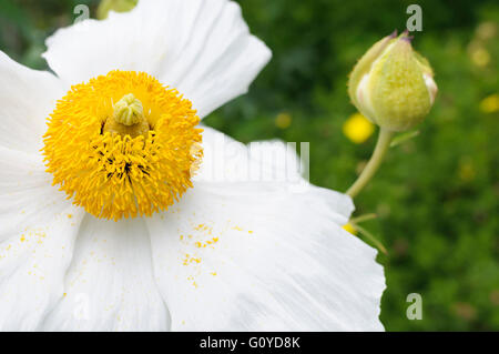 Kalifornischer Mohn Baum, Romneya, Romneya Coulteri, Schönheit in Natur, Farbe, Coulter Matilija, immergrün, Blüte, winterhart, Frost wachsen, Pflanze, Strauch, Stamen, Outdoor, nachhaltige Pflanze, ungewöhnliche Pflanze, weiß, Stockfoto