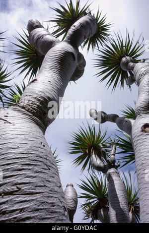 Kanarischen Inseln Drachen Baum, Drachenbaum, Dracaena Draco, Schnheit in  Natur, einheimischen Kanarischen Inseln, Kap Verde indigenen, Farbe, Drago,  Dragon s Blut Pflanzen, stark gefhrdet, Evergreen, Frhjahr blhen, Frost  Ausschreibung ...