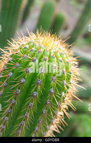 Kaktus, Torch Kaktus, Echinopsis, Echinopsis Spachiana, Schönheit in der Natur, Kaktus, Farbe, kreativ, Wüste Pflanzen, Evergreen, Frühjahr blühen, Frost zart, goldene Fackel, Golden Torch Cereus, Growing, Outdoor, Pflanze, Süd-Amerika einheimisch, Spiky, White Torch Kaktus, grün, Stockfoto