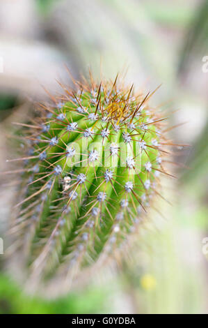 Kaktus, Torch Kaktus, Echinopsis, Echinopsis Spachiana, Schönheit in der Natur, Kaktus, Farbe, kreativ, Wüste Pflanzen, Evergreen, Frühjahr blühen, Frost zart, goldene Fackel, Golden Torch Cereus, Growing, Outdoor, Pflanze, Süd-Amerika einheimisch, Spiky, White Torch Kaktus, grün, Stockfoto