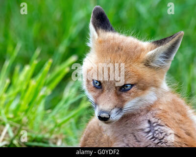 Red Fox Kit Stockfoto