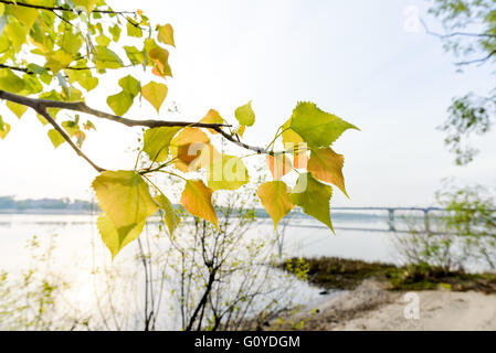 Hintergrundbeleuchtung grün und Orange transparent Blätter der Popuplus Alba, auch genannt Pappel. Die Venen werden unter die weiche Feder sunlig Stockfoto