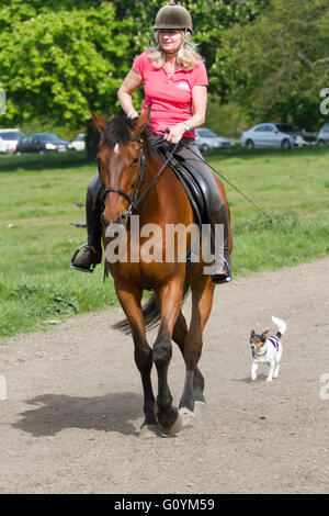 Wimbledon London, UK. 6. Mai. Eine Frau fährt ein Vollblut an einem warmen sonnigen Tag auf Wimbledon Common Credit: Amer Ghazzal/Alamy Live-Nachrichten Stockfoto