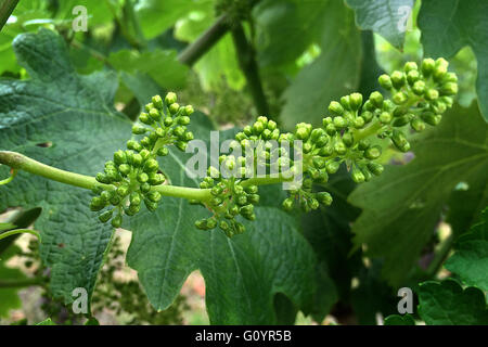 4. Mai 2016 wird - Oakville, CA, US - A-Cluster der Trauben im Weinberg an der Robert Mondavi Winery in Oakville am Dienstag gesehen. (Kredit-Bild: © Napa Valley Register über ZUMA Draht) Stockfoto