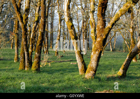 Garry Oak Somenos bewahren, Duncan, British Columbia, Kanada Stockfoto